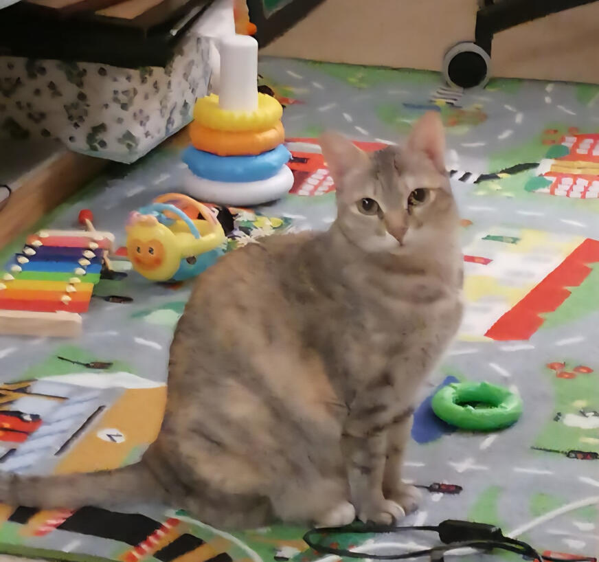 Paru Paru