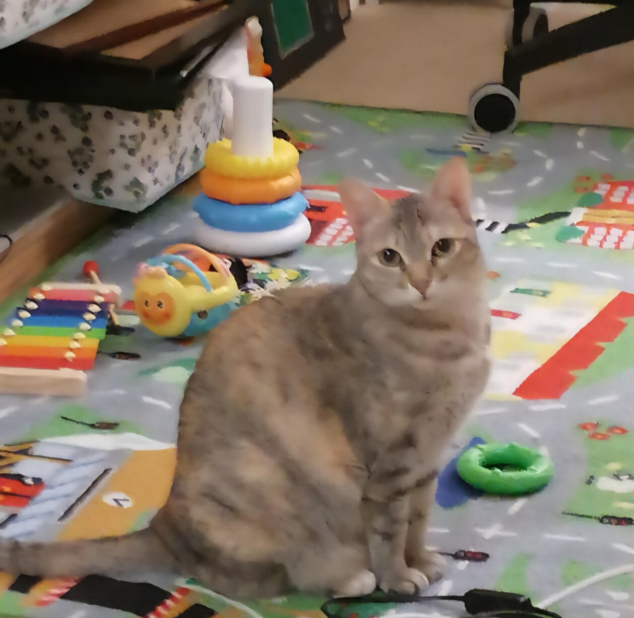 Paru at home🧡 Paru at home🧡Curious, gentle, mischievous, and deeply loved🧡 The cat who inspired this journey, these memories, and many of the paintings on this website🧡